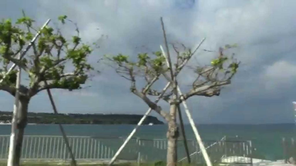 沖縄の旅＃12 【那覇バス定期観光Dコース】④名護市街→海洋博公園　2014/12/24