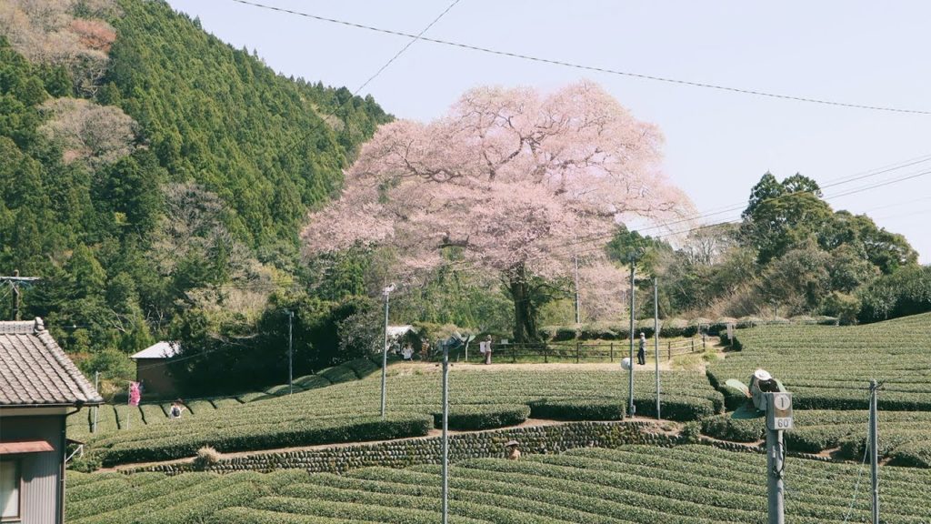 조제P 브이로그, 4월 실시간 일본 시즈오카 벚꽃 렌터카 여행 영상 with CANON M50 🏔🚗 (Shizuoka, Japan trip) Josee-P’s VLOG 🌸🎞