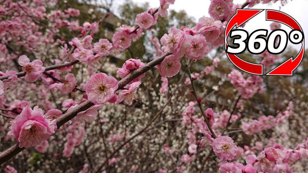 【360度動画】梅の花をドローン風に撮影❗