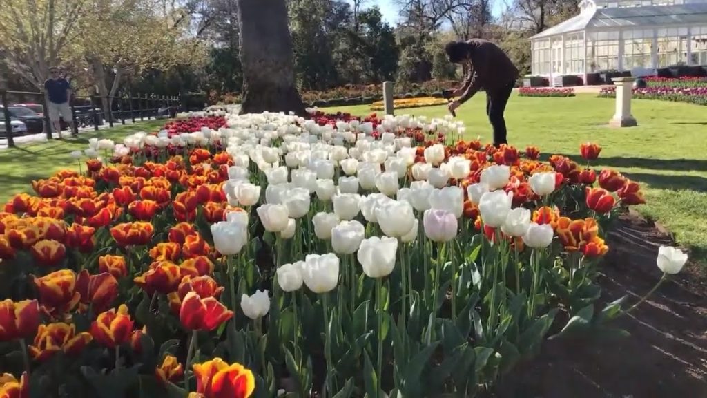TULIPS BOTANICAL GARDEN | BENDIGO | Pinay In Australia