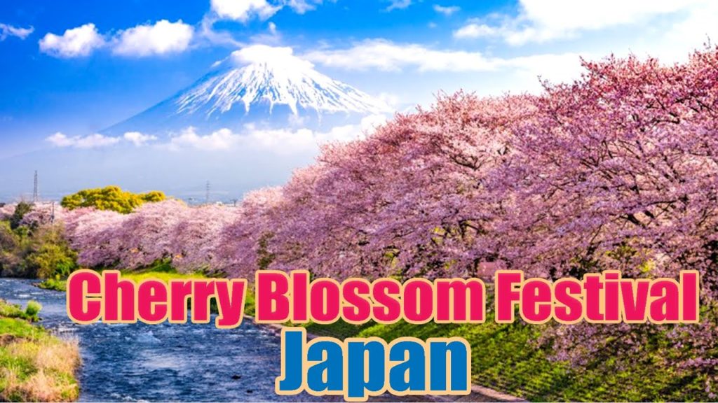 Cherry Blossom Festival || Cherry Blossom Festival in Japan