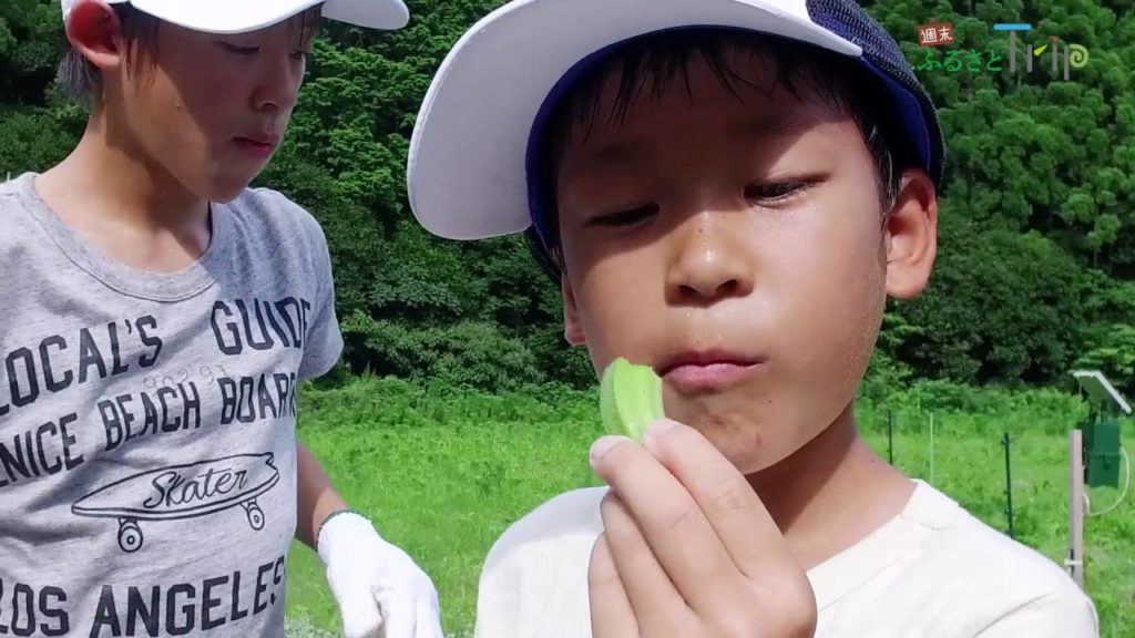 JAL Green Tourism Tokushima Harvest【JAL 週末ふるさとTrip 徳島：「オクラ収穫体験」そして「ウミガメ探し」の冒険へ】
