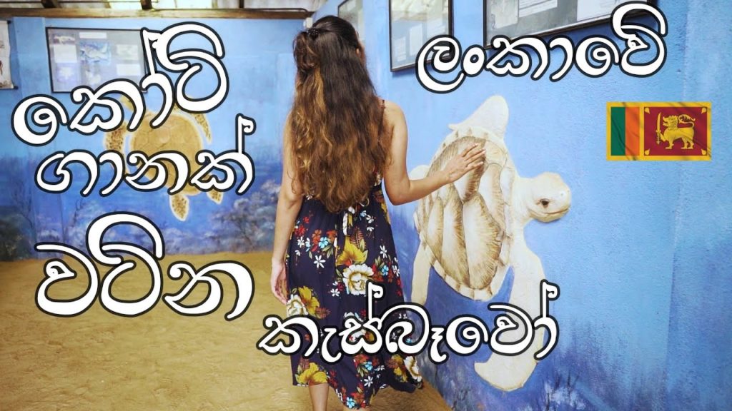 කෝටි ගානක් වටිනා සුදු කැස්බෑවෝ | Sea Turtles | Kosgoda | Travel Vlog