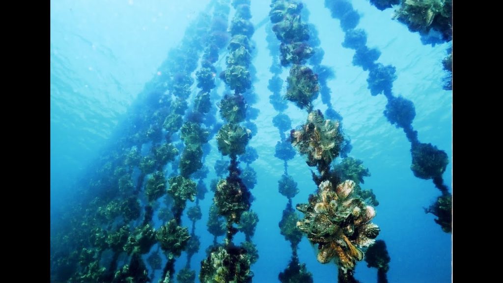 Tiram Segar Hidangan Laut Lokal Khas Hiroshima, Jepang