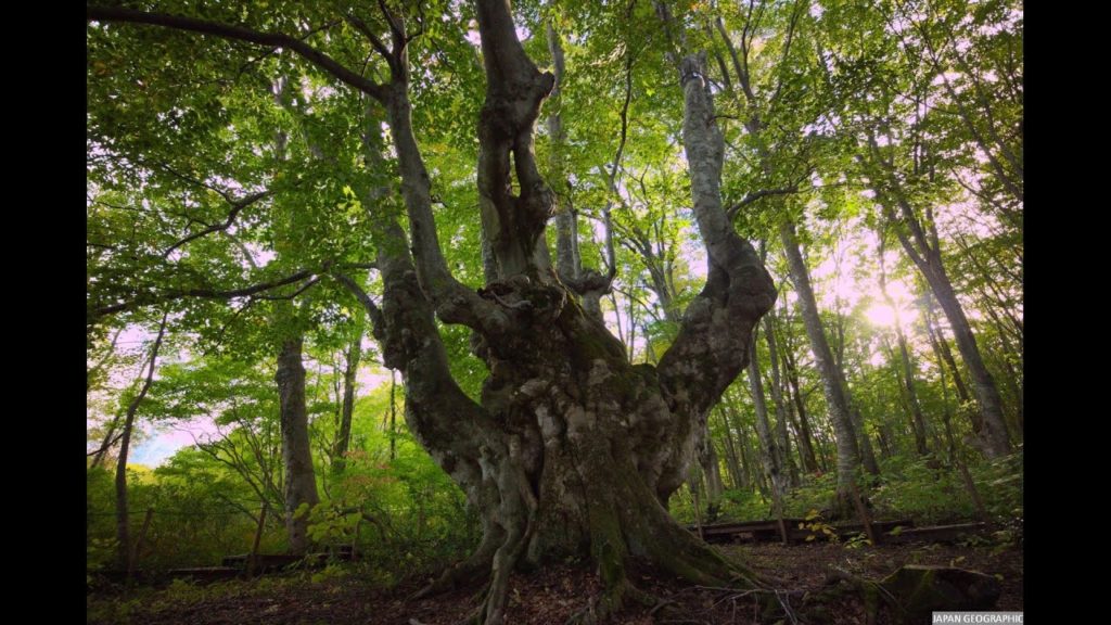 JG 4K 秋田 鳥海山 あがりこ大王とブナの森 Akita,Agariko Beech Forest