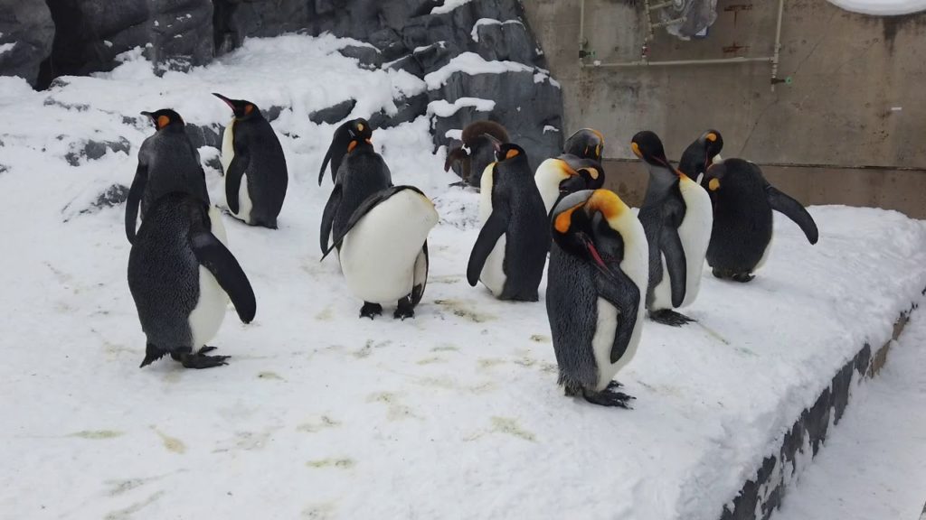 Dokumentasi Asahikawa dan Furano Tour Dari Sapporo Hokkaido Jepang