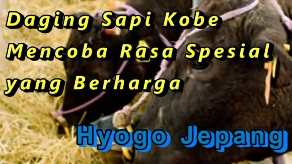 Travel Jepang: Daging Sapi Kobe Mencoba Rasa Spesial yang Berharga, Hyogo, Jepang Travel Jepang: Daging Sapi Kobe Mencoba Rasa Spesial yang Berharga, Hyogo, Jepang