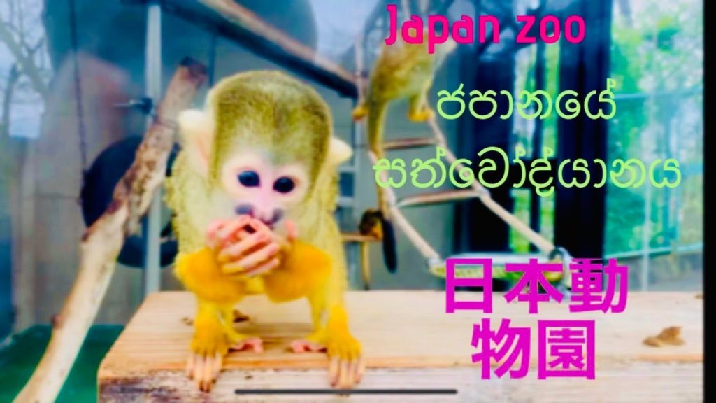 Japan Zoo. ජපානයේ සත්වෝද්යානය. 日本の動物園