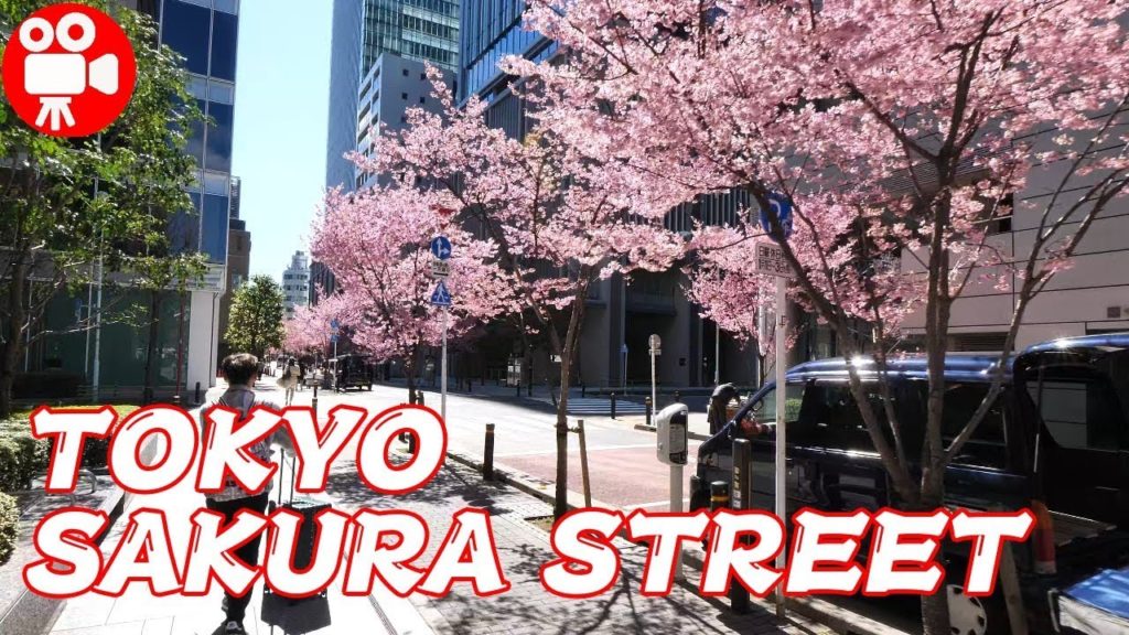 TOKYO NIHONBASHI AJISAI DORI CHERRY BLOSSOMS STREET - 4K 60FPS HDR