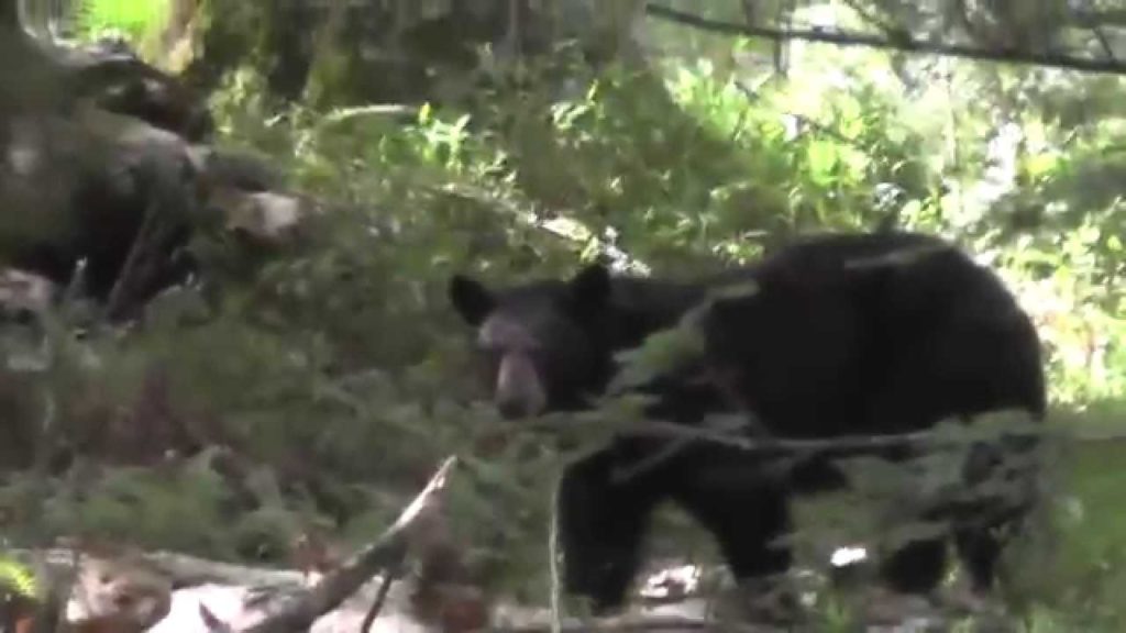 Recumbent Trike Tour, Cades Cove, TN 2014-06-07 (Bears, Deer)