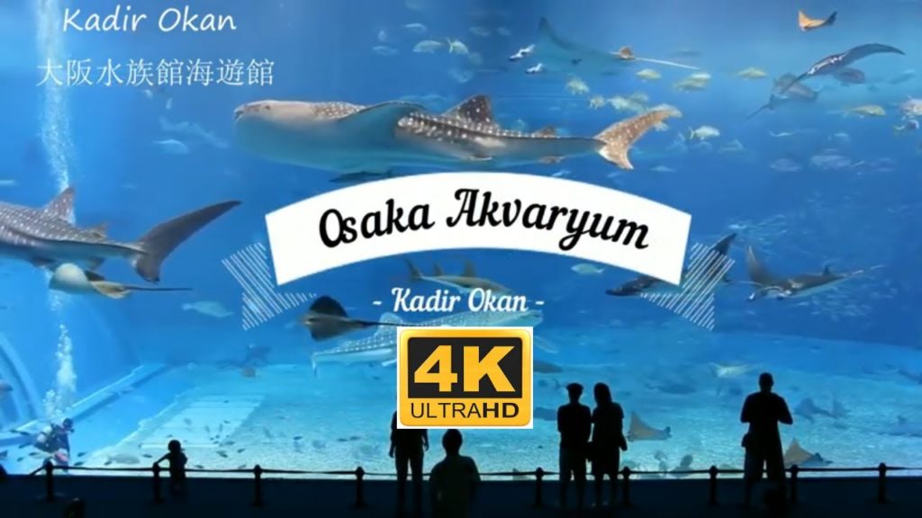 osaka , akvaryum , köpekbalığı , osaka aquarium kaiyukan