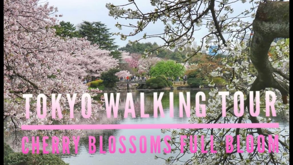 Walking Tour Through Tokyo, Japan (Cherry Blossom Season)