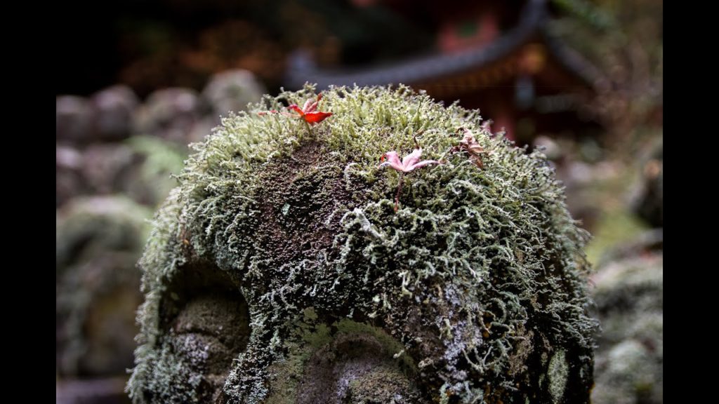 Otagi Nenbutsuji Temple in Kyoto [4K/UHD]