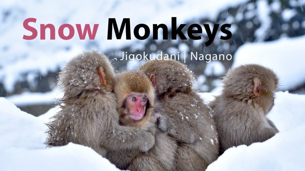 Top Japan Destination | Snow Monkeys of Jigokudani in Nagano