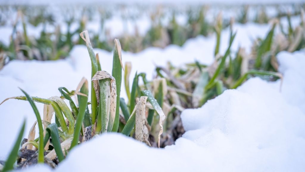 Snow Vegetables | Japanese Green Onion [Taste of Nature]