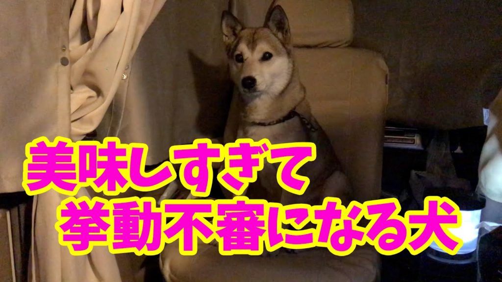 【わんこと車ごはん🍽】熊本グルメを車内で作って食べる🚗2019年12月Make and eat Kumamoto gourmet in the car