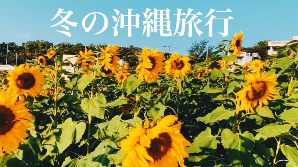 【冬の沖縄旅行】春の桜と夏の向日葵と秋のコスモスを見てハブ酒を飲んでみた Okinawa Trip
