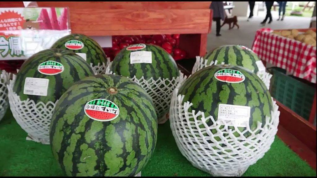 日本一早い、甘い（沖縄）今帰仁スイカ。フルーツのような甘い桃太郎トマトの詰め放題に感激の巻　沖縄ゆんたく放送