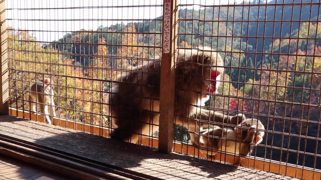 Jetset Wanderlife Presents: Crazy Baby Monkeys in Kyoto Japan