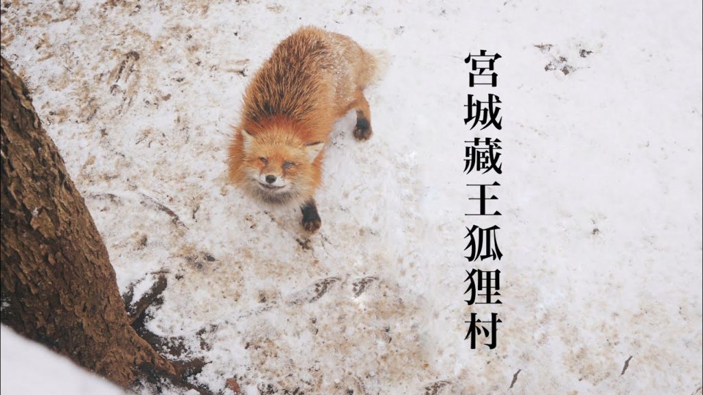 仙台自由行Vlog|宮城藏王狐狸村Amber.L feat.豪の島 仙台自由行Vlog|宮城藏王狐狸村Amber.L feat.豪の島