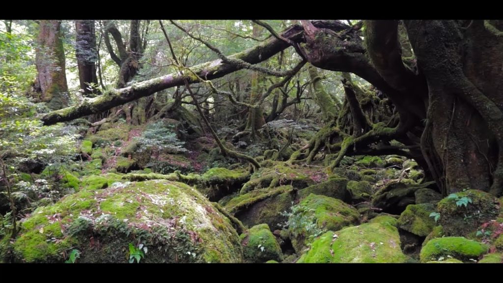 Yakushima, Kagoshima Prefecture, Japan. 屋久島、鹿児島県、日本。