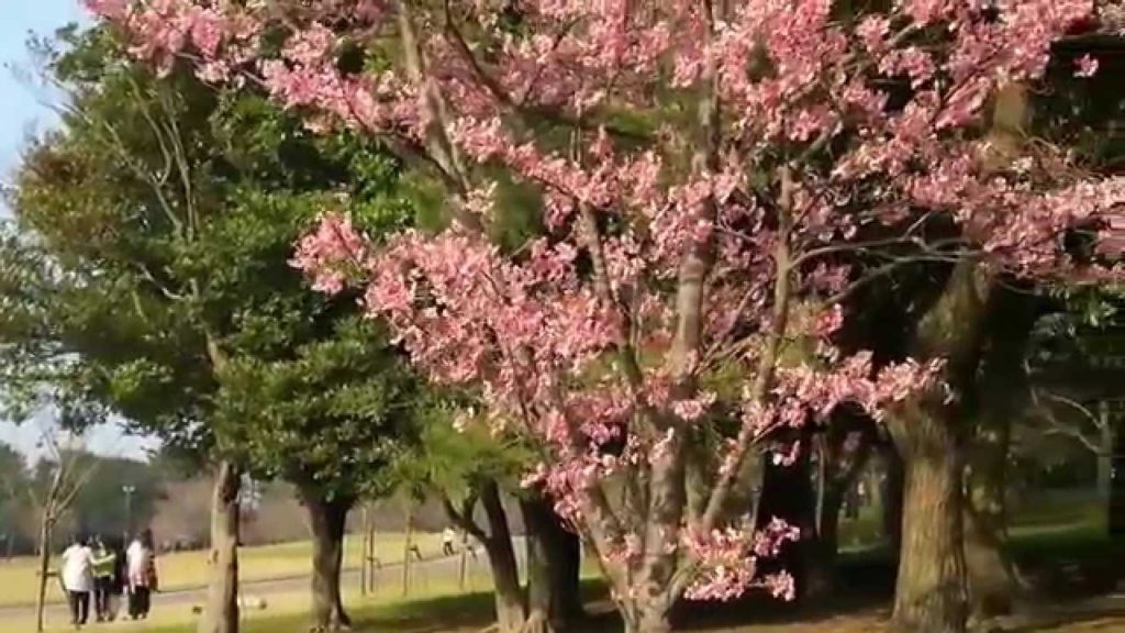 Sakura cherry blossoms at Kagoshima, south of Japan