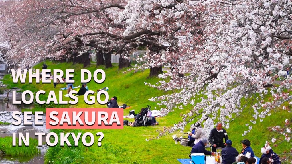 🌸3 spots locals love to see Sakura Cherry Blossom in Tokyo
