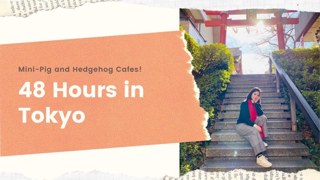 48 Hours in Tokyo: Mini-Pig Cafe + Hedgehog Cafe!