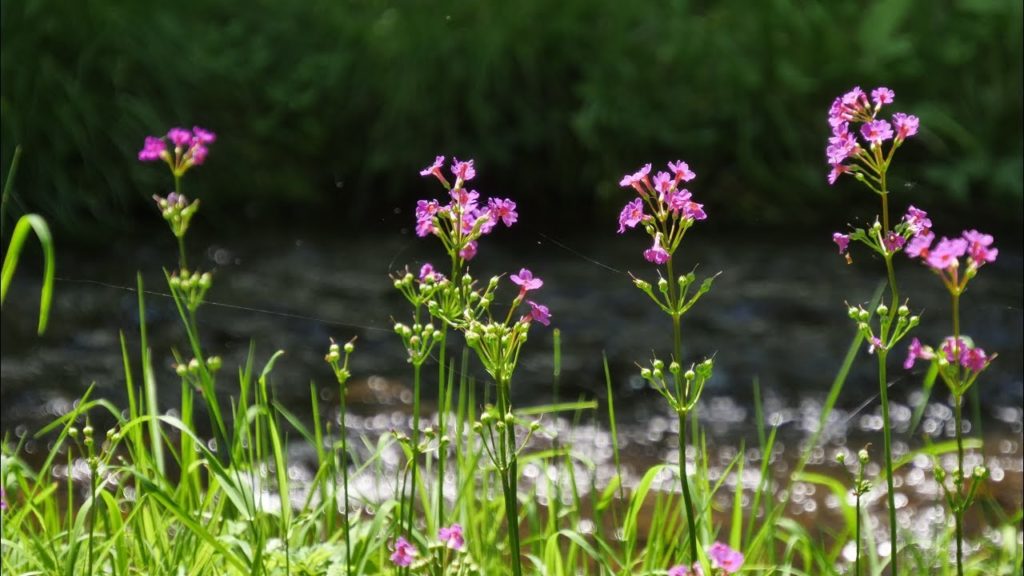 JG☆☆☆ 4K HDR 北海道 ノンノの森のクリンソウ Hokkaido,Nonno Woods and Wild Flower