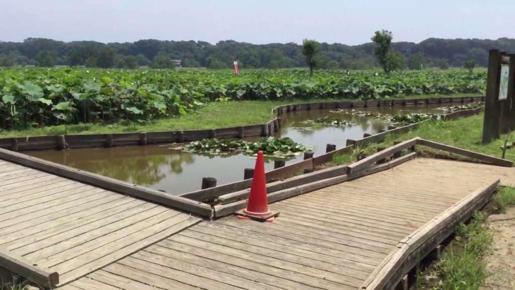 Tour Nagasaki: The Karako Lotus Flower Botanical Park in Isahaya, Nagasaki.