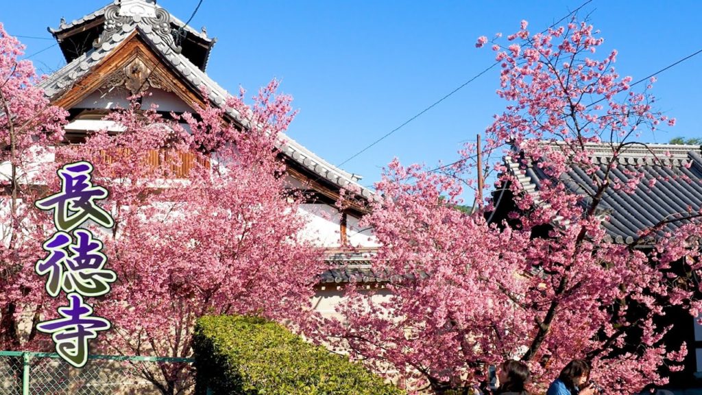 KYOTO【Cherry blossoms】“Okame-zakura”and “kanhi-zakura”of Chotoku-ji Temple. 長徳寺 ＃おかめ桜 #4K