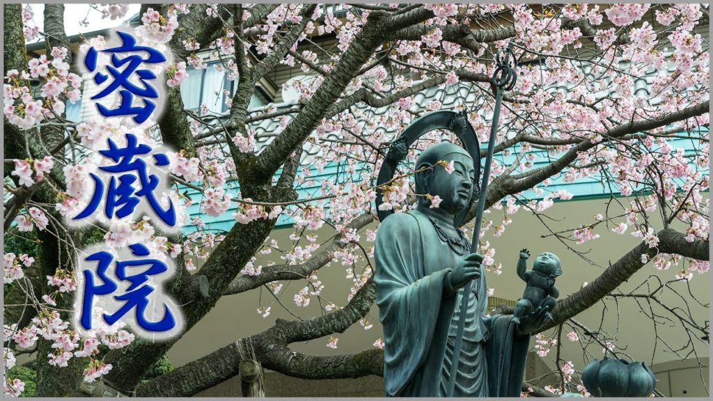 (Cherry Blossom Japan 2020🌸) Angyo Cherry Blossom of Mitsuzoin Temple #密蔵院 #安行桜 4K HDR