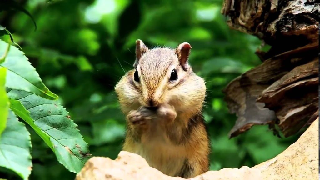 Bing   2014 11 27   Siberian Chipmunk, Hokkaido, Japan