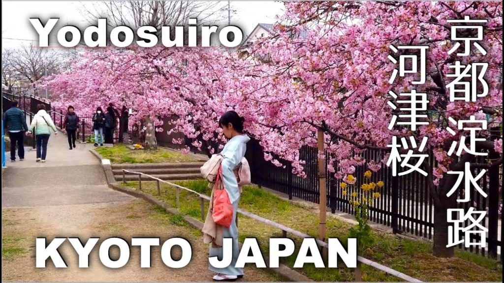 Kawazu Sakura Cherry Blossoms at Yodosuiro in Fushimiku Kyoto [4K] POV