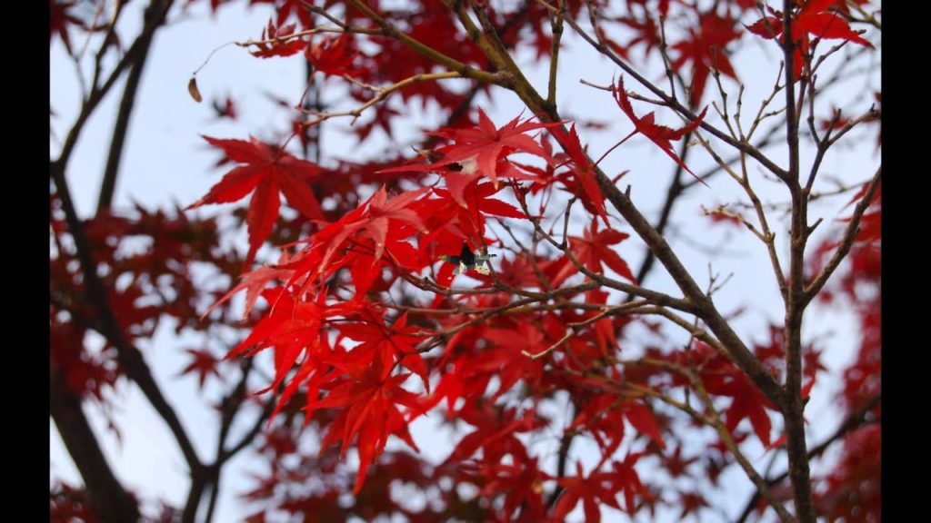 Tour Japan Autumn 2014 -  I Love Japan & TransViet Travel