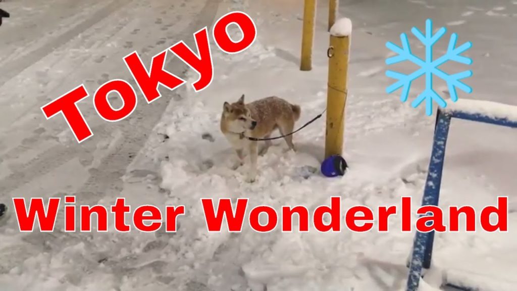 Tokyo winter wonderland – A snowy day in Tokyo Tokyo winter wonderland - A snowy day in Tokyo