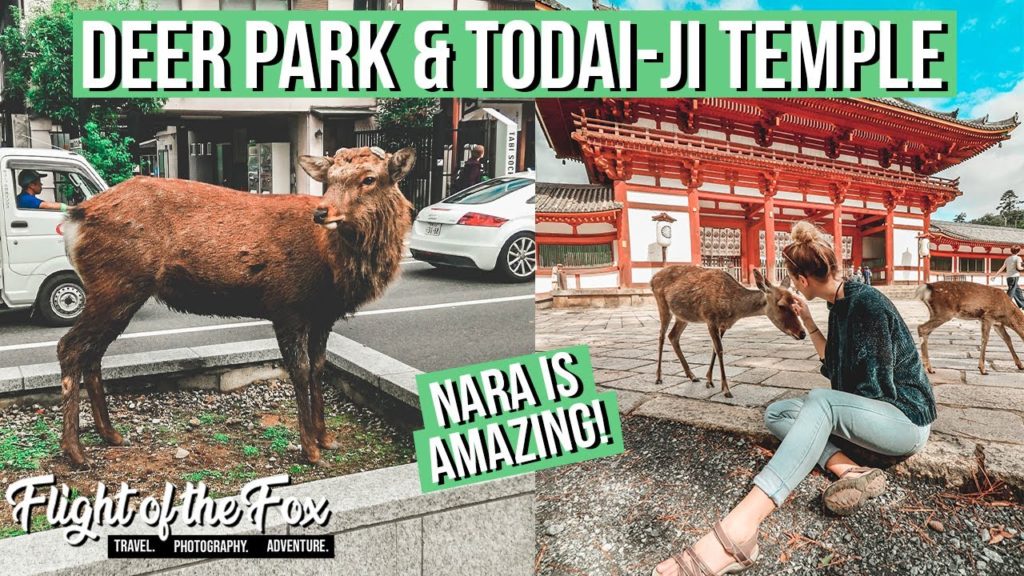 We are in NARA | Visiting Deer Park and Todai-Ji Temple | Things to do in OSAKA