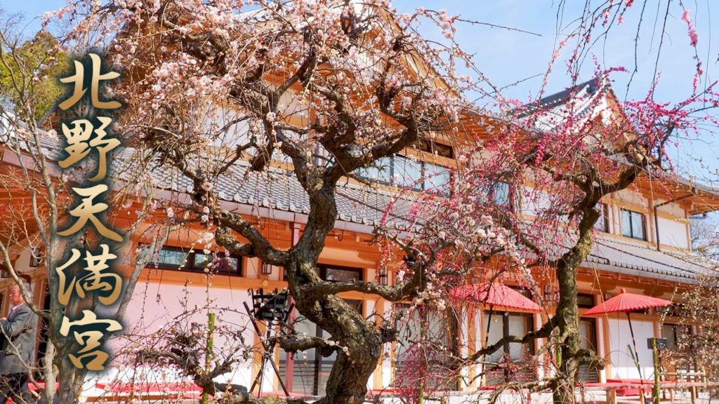 KYOTO【Plum blossoms】Kitano Tenmangu Shrine 2020. #北野天満宮 #4K