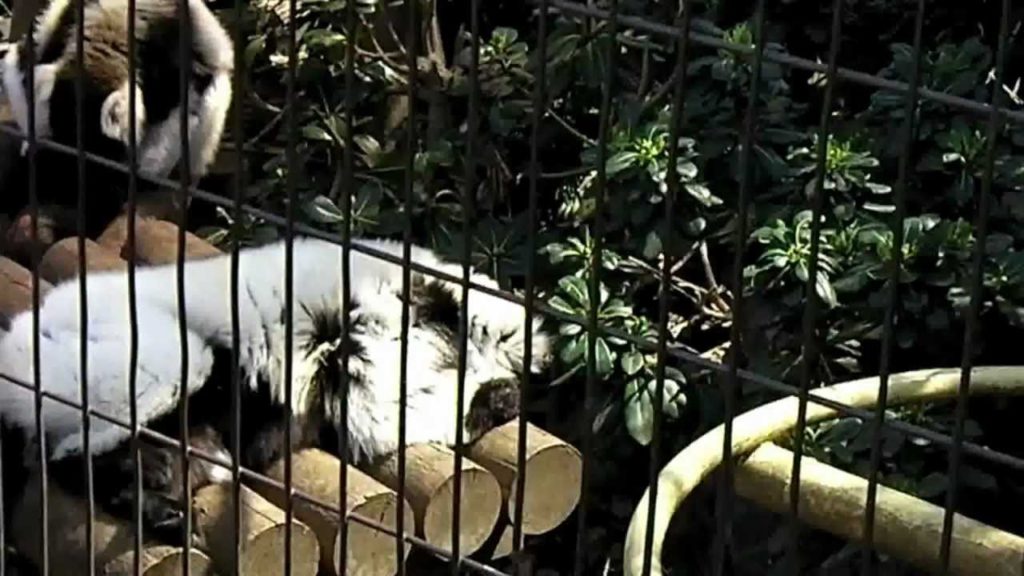 Kumamoto Zoo animal
