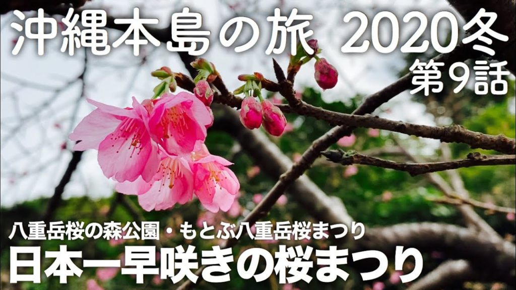 【沖縄旅行】沖縄本島の旅 2020冬 第9話 〜八重岳桜の森公園・もとぶ八重岳桜まつり 日本一早咲きの桜まつり〜 【Cherry Blossoms in Okinawa】 【沖縄旅行】沖縄本島の旅 2020冬 第9話 〜八重岳桜の森公園・もとぶ八重岳桜まつり 日本一早咲きの桜まつり〜 【Cherry Blossoms in Okinawa】
