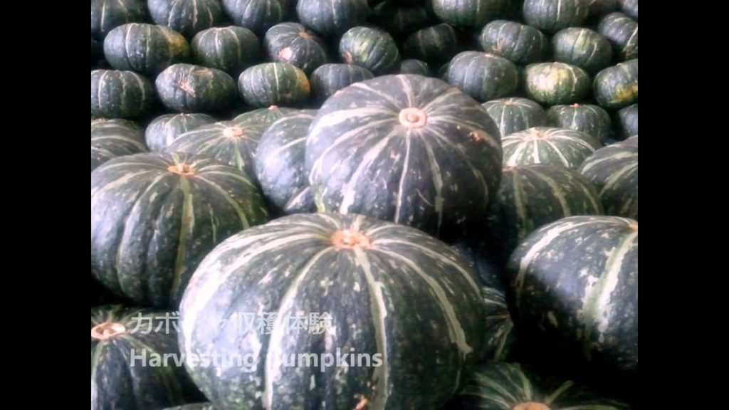 北大東島 うふあがり島まるごと体験ツアー / 3 Days Trip on Kitadaito Island