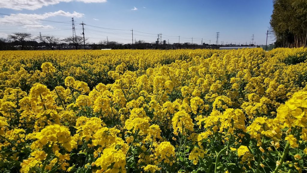 Abiko, Chiba Walk & Talk | JAPAN LIVESTREAMS 2020