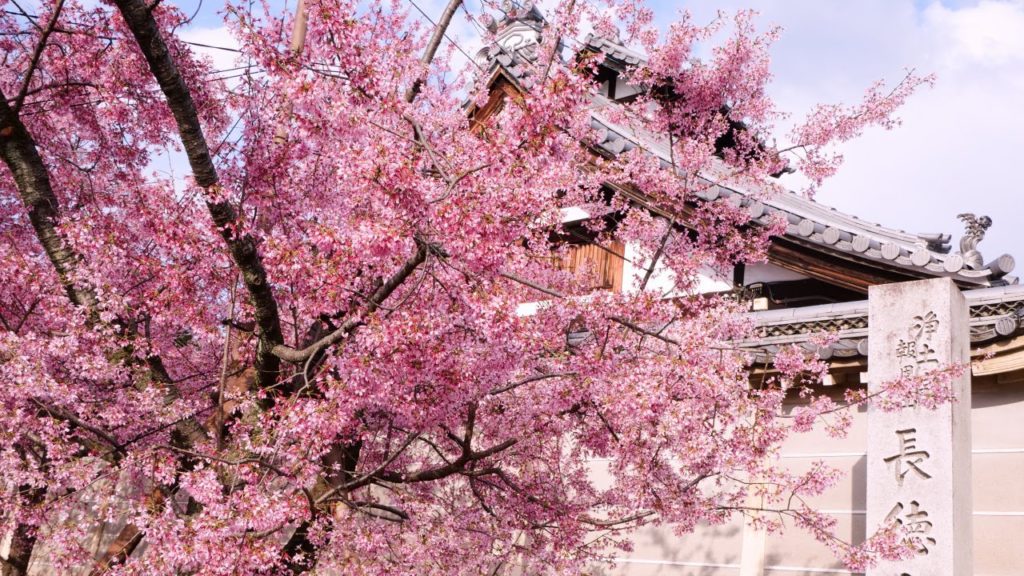 KYOTO【Cherry Blossoms】Chotokuji Temple Garden #4K【Japan Travel】京都の桜 長徳寺/Kioto/Japón/Viaje/#3