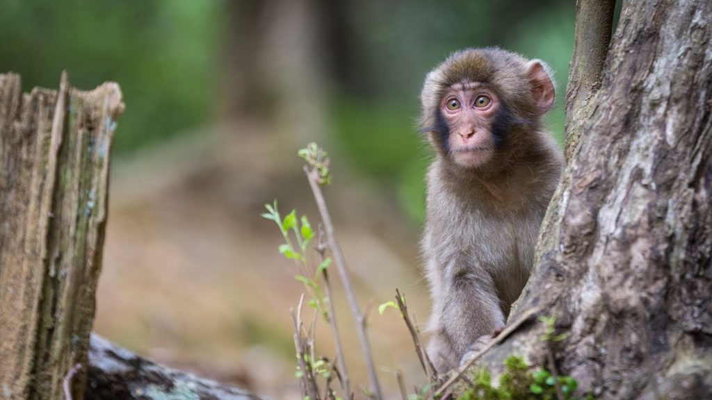 Japan Family Mashup Part 4: Kyoto and The House of Light Japan Family Mashup Part 4: Kyoto and The House of Light