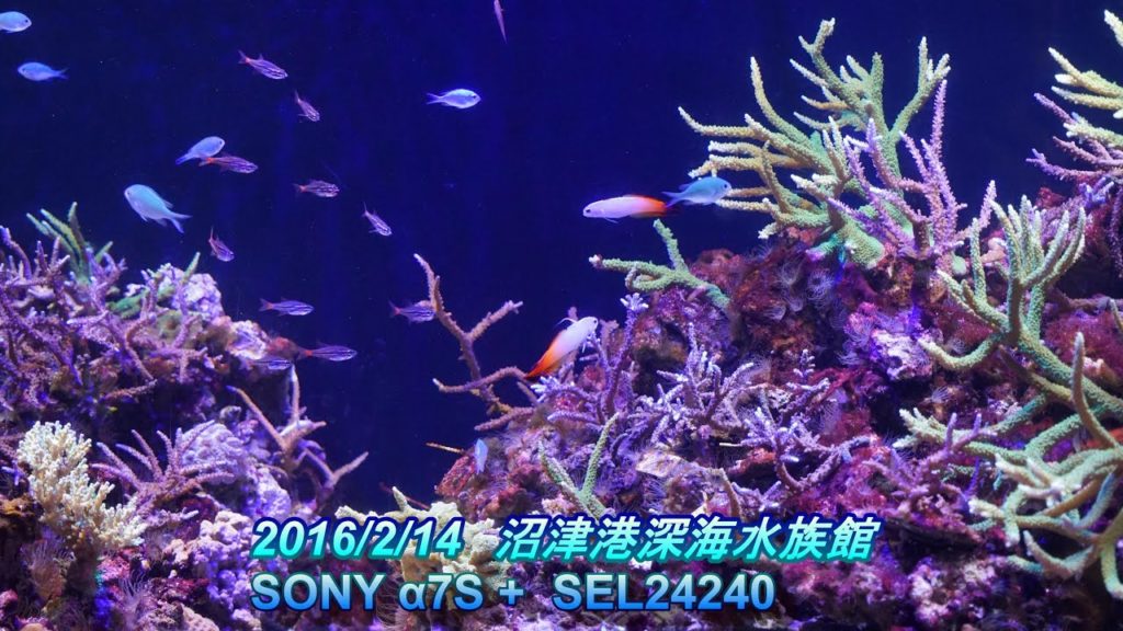 沼津港深海水族館 α7S + SEL24240 2016/02/14