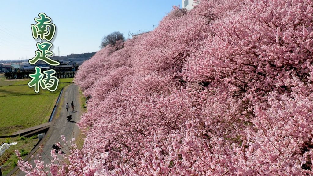 KANAGAWA【Cherry blossoms】“Harumeki-zakura”in the rice fields. 南足柄市 ＃春めき桜 #4K