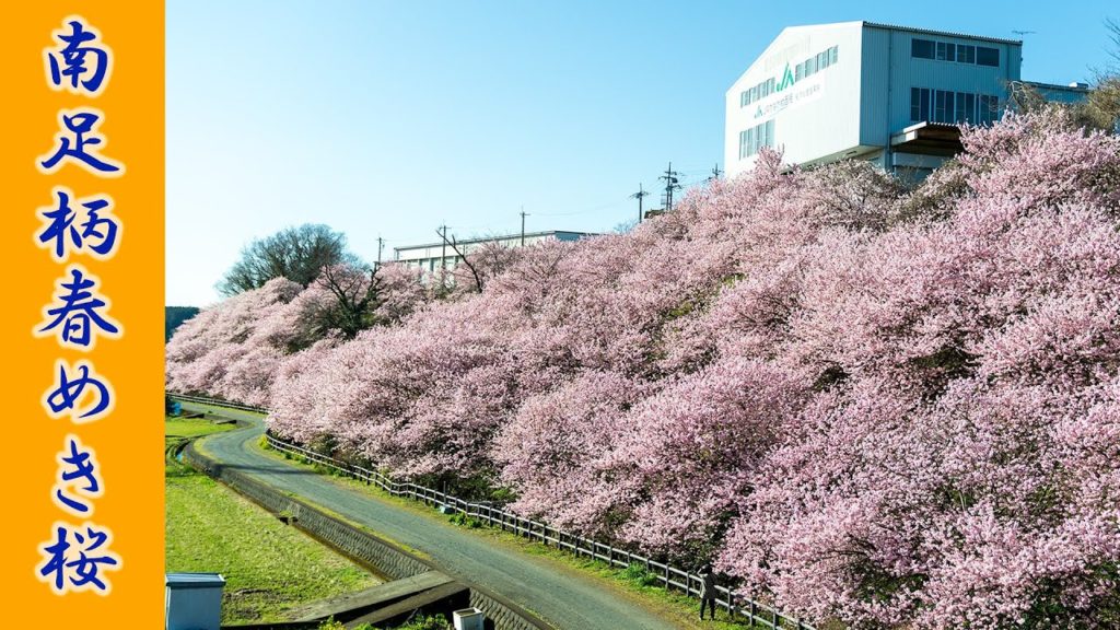 (Cherry Blossom Japan 2020🌸) Harumeki-zakura Cherry Blossom of Minami-Ashigara 4K HDR #春めき桜 #南足柄市