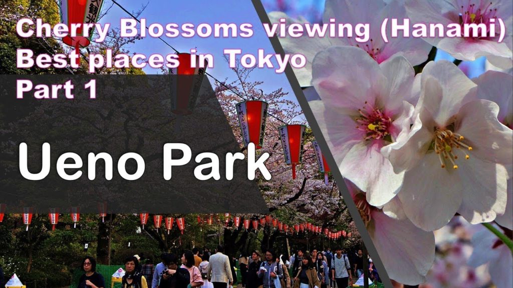 Spring in Japan | Best places to see Cherry blossoms in Tokyo:  Ueno Park Spring in Japan | Best places to see Cherry blossoms in Tokyo:  Ueno Park