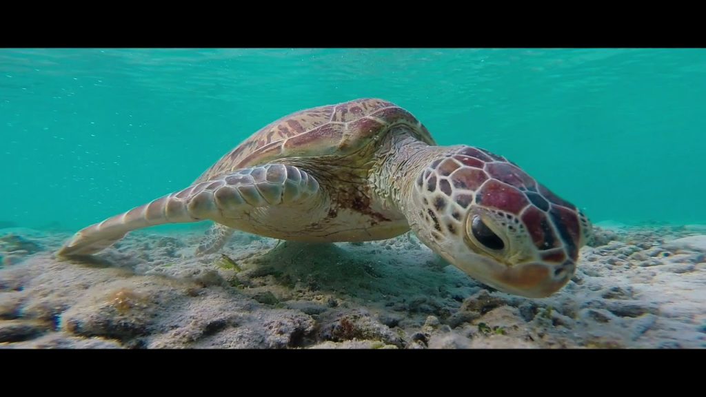 Wild Okinawa official trailer Wild Okinawa official trailer