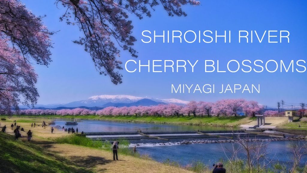 4K MIYAGI JAPAN 白石川堤一目千本桜 宮城の風景 桜名所 Shiroishi River Cherry Blossoms, Tohoku